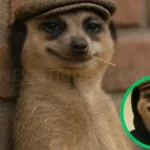 Meerkat Meme Craze The Sassiest Animal in Nigeria Goes Viral with Relatable Laughs